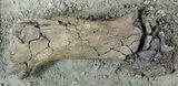 Hadrosaur Tibia (Duck-Billed Dinosaur) - Mounted As Found #56365-1